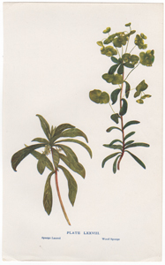 Spurge Laurel, Wood Spurge